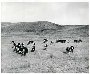 Image description is not available for PHO-4-W689-336